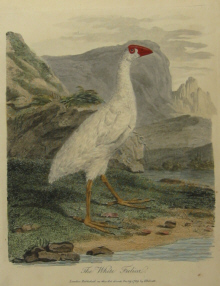 John White's birds